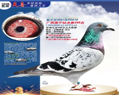 贵州天喜决赛295名