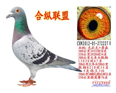 4关鸽王3名
