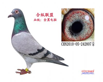 黄金配对