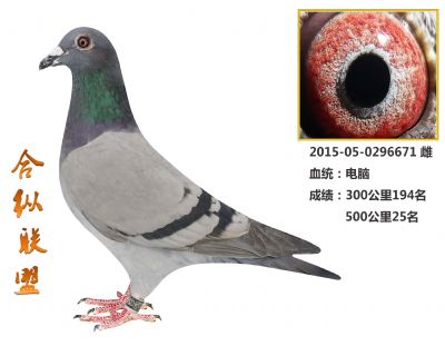 电脑雌