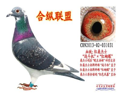 欧联国际桑杰士