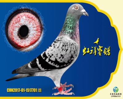 虹祥“特留701”