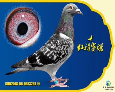 虹祥“特留267”