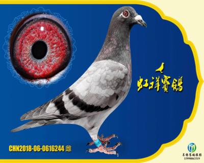虹祥“特留244”