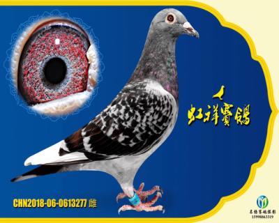 虹祥“特留277”