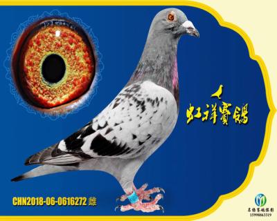 虹祥“特留272”