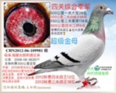 “虹祥”四关鸽王季军