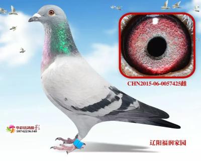 “虹祥”忠盛决赛38位