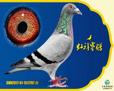 虹祥“特留707”
