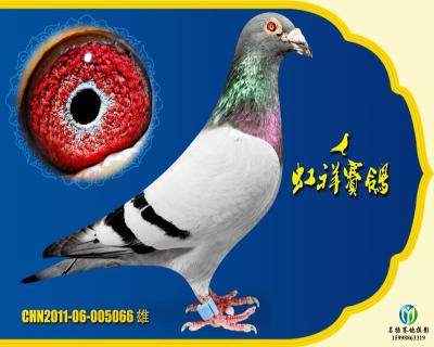 “卡普豪斯”直子