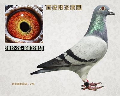 阳光家园荷兰绅士孙代鸽