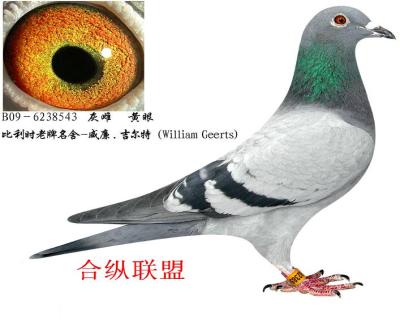 威廉.吉尔特乌诺号直孙女