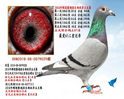 超级鲁道鸽王