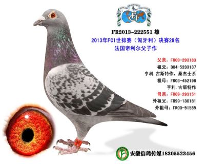2013年匈牙利FCI世界排名赛29名