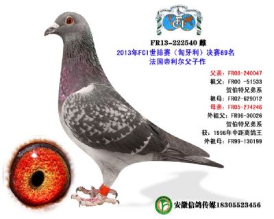 2013年匈牙利FCI世界排名赛69名