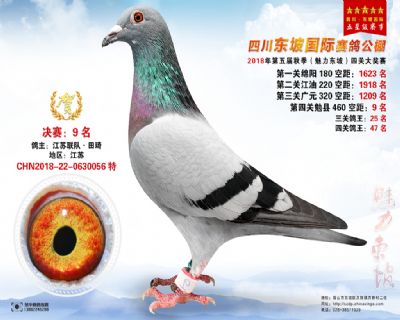 四川东坡决赛9名