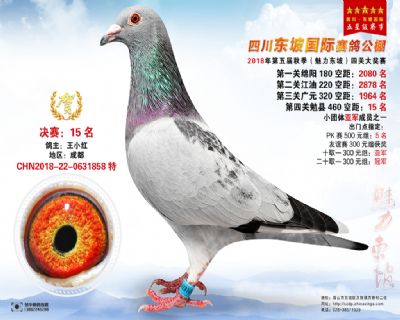 四川东坡决赛15名