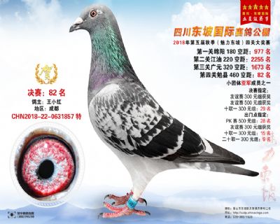 四川东坡决赛82名