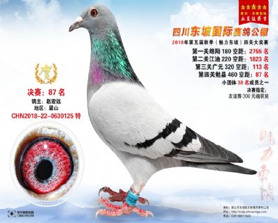 四川东坡决赛87名