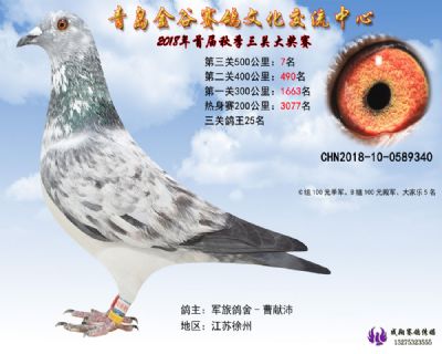 青岛金谷决赛7名