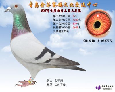 青岛金谷决赛9名