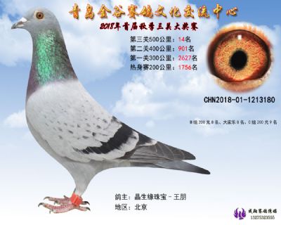 青岛金谷决赛14名
