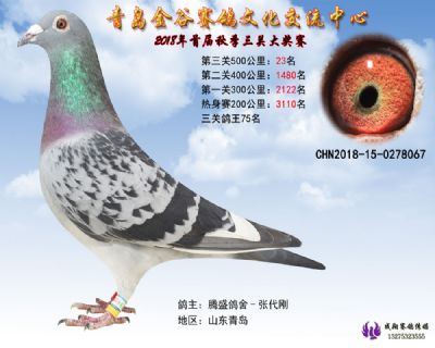 青岛金谷决赛23名