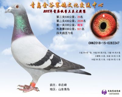 青岛金谷决赛28名