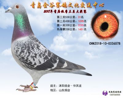 青岛金谷决赛31名