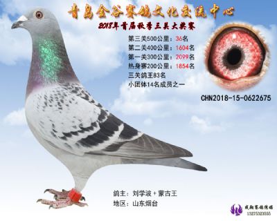 青岛金谷决赛36名
