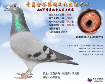 青岛金谷决赛43名