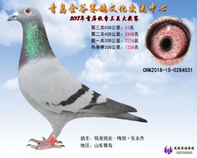 青岛金谷决赛63名