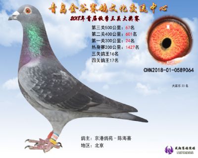 青岛金谷决赛67名