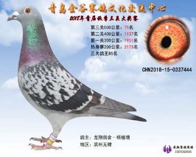 青岛金谷决赛75名