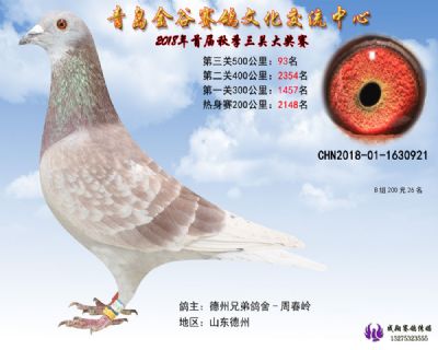 青岛金谷决赛93名