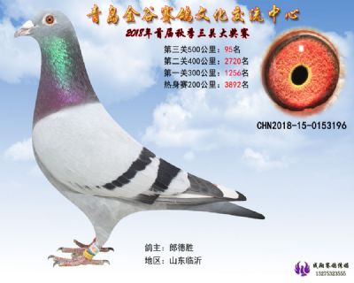 青岛金谷决赛95名