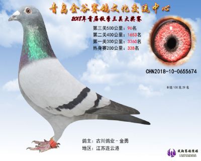 青岛金谷决赛96名