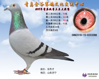 青岛金谷决赛98名