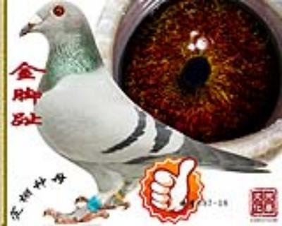 金脚趾 雌 特号697-18
