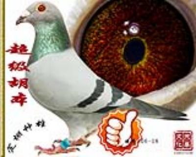 超级胡本 雄 特号906-18