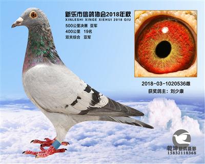 500公里亚军