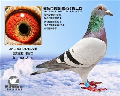 特比环综合亚军