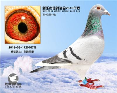 500公里14名