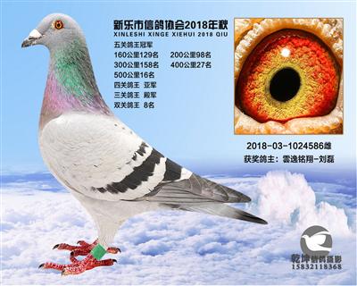 5关鸽王冠军