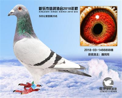 500公里20名