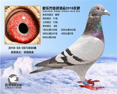 5关鸽王殿军