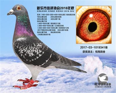 5关鸽王6名
