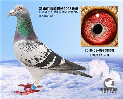 5关鸽王10名