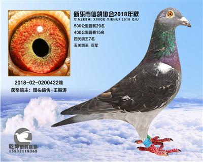 5关鸽王亚军