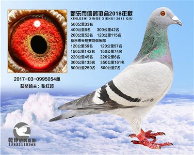 4关鸽王6名